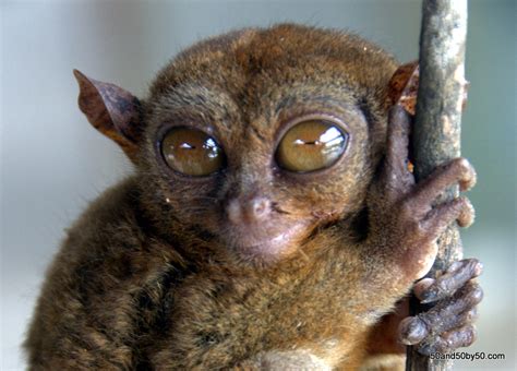 Philippine Tarsier World S Cutest Primate Visit50 Travel