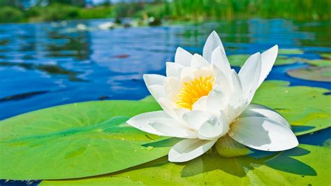Water Lily Wallpaper Hd Wallpaper Seed Dispersal By Water Lotus
