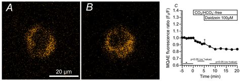 Ijms Free Full Text Daidzein Stimulated Increase In The Ciliary