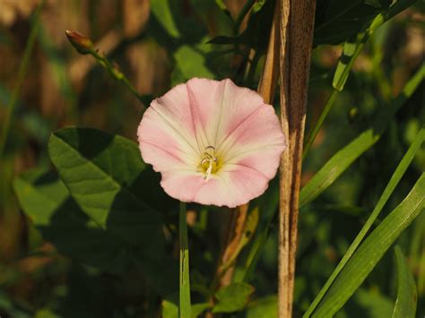 Bindweed Flower Blossom Free Photo On Pixabay Pixabay