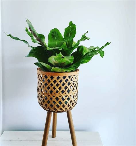 We carry books and dvds filled with expert advice on topics such as composting, seed starting, irrigation, plant care and pest control. Bamboo Pot Holder | 1000 in 2020 | Plant holders indoor ...