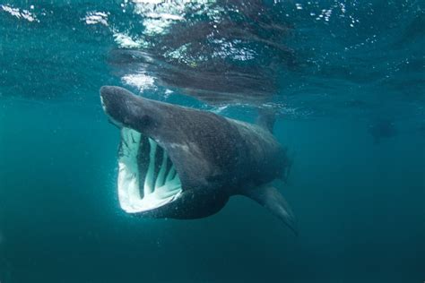 Does A Basking Shark Have Teeth American Oceans