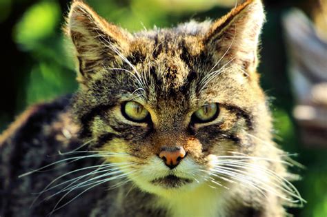 Plan To Reintroduce The Critically Endangered Scottish Wildcat To Other