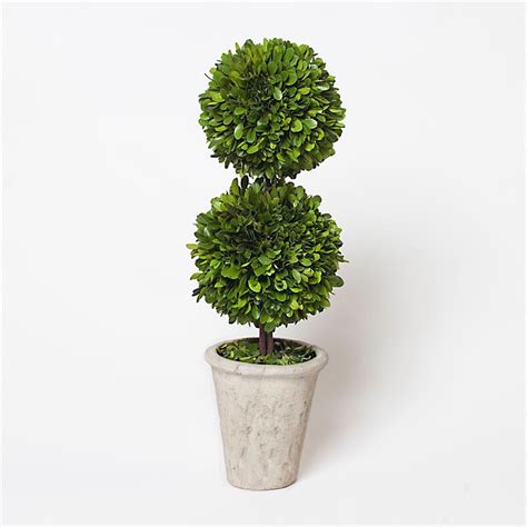 Boxwood Topiary Ball Offers The Joy Of Minimalism And
