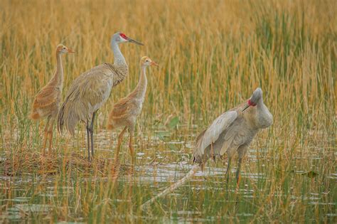 Sandhill Crane Audubon Everglades