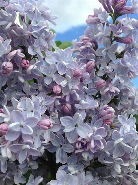 Check spelling or type a new query. Pin on ~Heaven Scent Lilac Blooms~