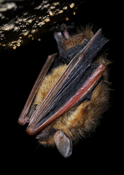 Types Of Bats Found In Michigan Oakland County Mi My Bat Guy