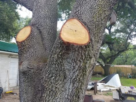 Tree Pruning Techniques Texas Tree Team Houston Tree Service