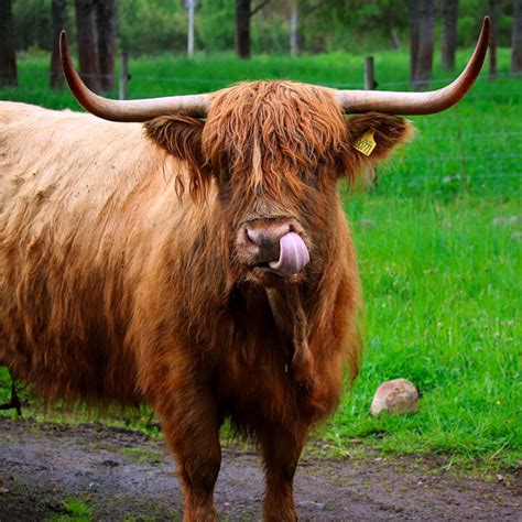 Highland Cow Horns History Purpose And More