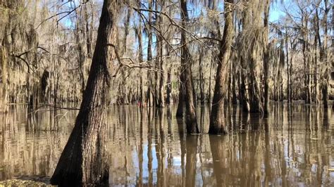 Texas Project Learning Tree Largest Bald Cypress Forest In The World