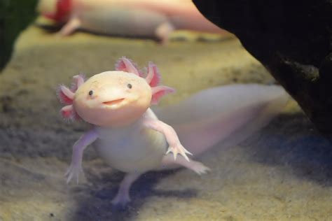 Aksolot semenderi Ambystoma mexicanum Evrim Ağacı