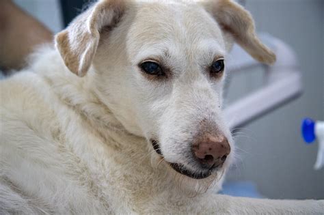 When To Euthanize A Dog With Hemangiosarcoma Doglirious