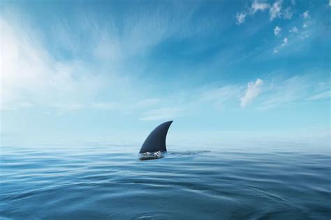 Shark Fin Above Ocean Water — Stock Photo © Digitalstorm 39391469