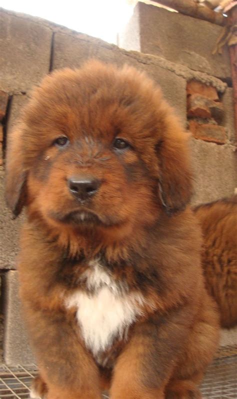Red Tibetan Mastiff Puppy In 2022 Tibetan Mastiff Tibetan Mastiff