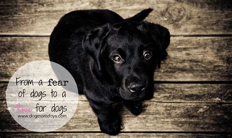 Overcoming The Fear Of Dogs Dog Mom Days