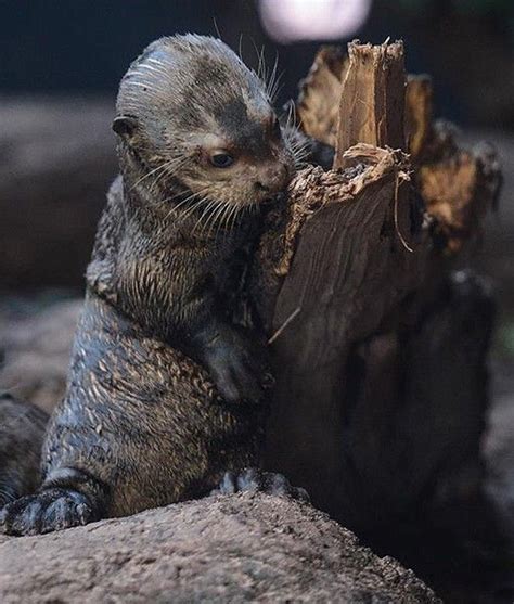 Giant Otter Baby Otters Otter Pup Endangered Animals