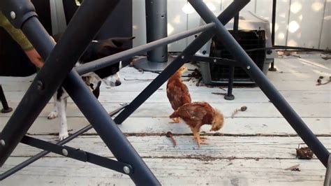 CHICKS GO OUTSIDE FOR FIRST TIME YouTube