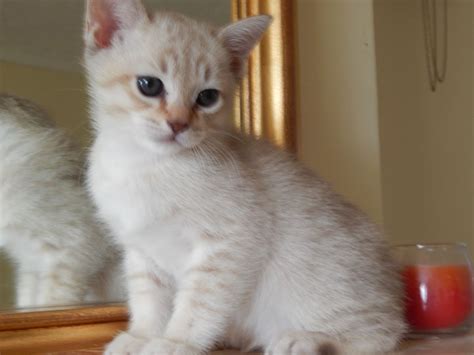 Cats and kittens are the best antidepressants ever. Adorable Australian mist kitten for sale | Derby ...
