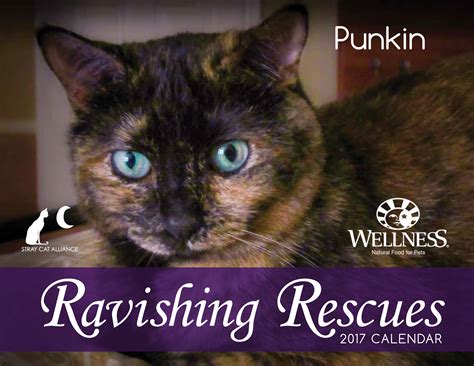 Cute male kitten for sale. Kitten For Sale Los Angeles