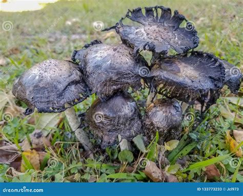 Black Mushrooms Growing In A Cluster On Grassy Field Stock Image