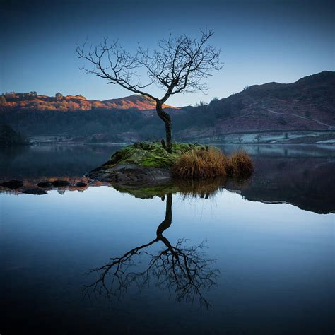 Lone Tree On Rydal Water 666 Photograph By Philip Chalk Photography
