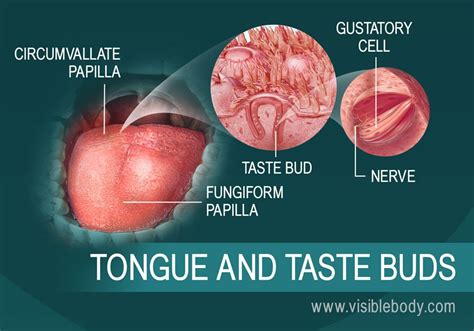 Sight Sound Smell Taste And Touch How The Human Body Receives