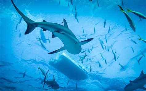 Wallpaper Shark Diving Blue Sea Water Underwater 1920x1200 Hd