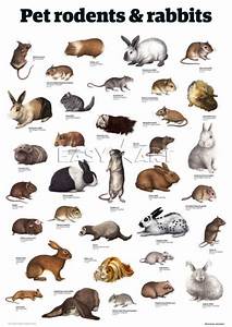 Create A Pet Rodent Tier List Tier List Tiermaker