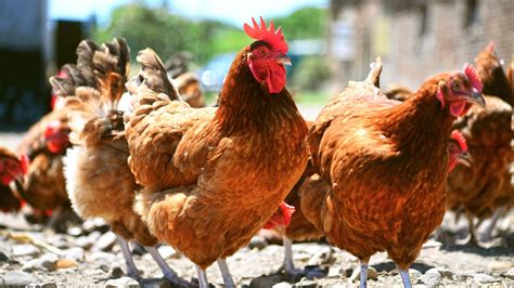 Glückliche Hühner Was brauchen sie wirklich Planet Wissen