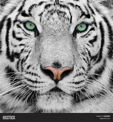 White Tiger Stock Photo And Stock Images Bigstock