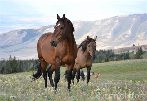 Wild Horses In The Pryor Mountains In Montana Most Beautiful Horses