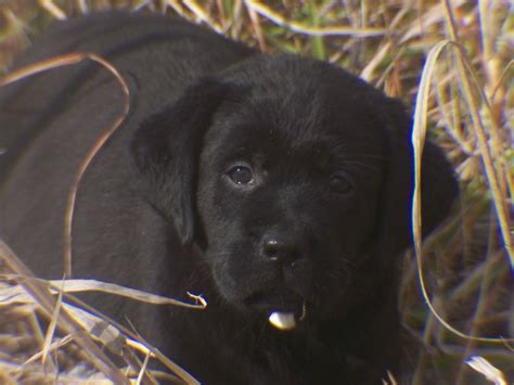 Our labradors come from some of the best lines in the country and abroad. English Labrador Retriever Puppies Breeder ray ...