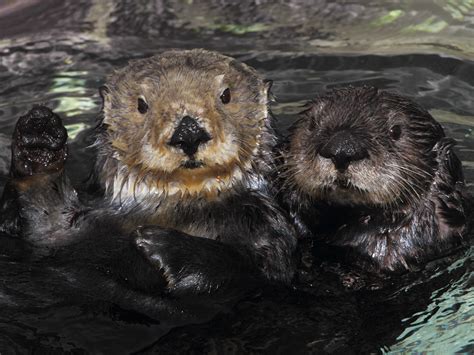 California Wildlife Officials Launch Manhunt For Sea Otter Killer The