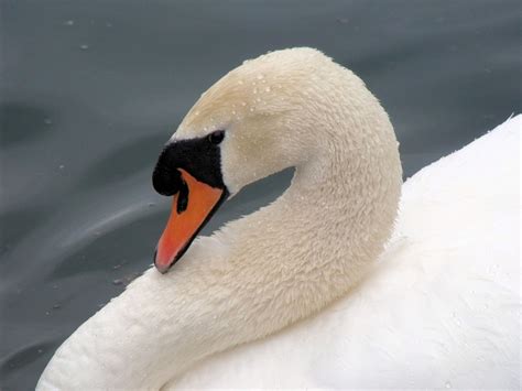 Free Images Wing White Beak Calm Feather Fauna Close Up Swan
