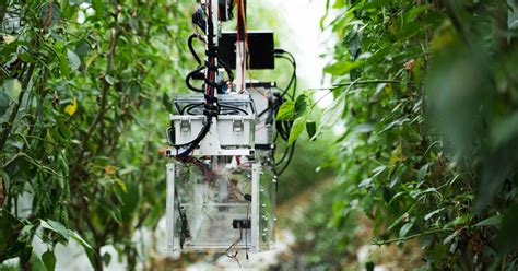 Automatic Harvesting Robot Seeks To Solve Japans Labor Shortage Problem