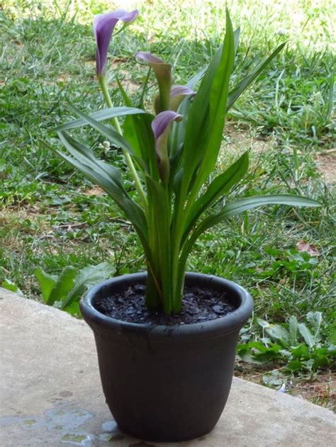 Planting A Calla Lily In A Pot Care Of Container Grown Calla Lilies