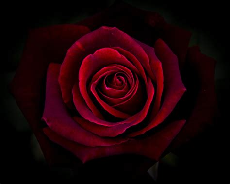 Dark Rose Dark Red Roses Red Roses Flowers Black Background