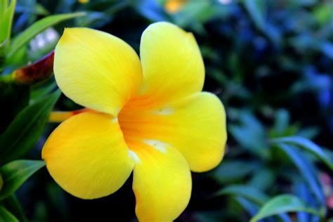 Download high quality flower pictures for your mobile, desktop or website. Beauty Of Yellow Flower Free Stock Photo - Public Domain ...