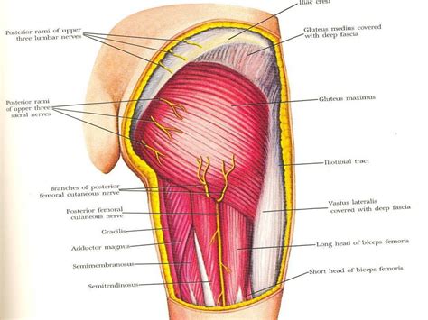 Image Result For Posterior Femoral Cutaneous Nerve Deep Fascia Nerve Gluteus Medius