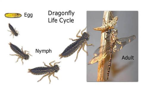 Metamorfosis Capung Gambar Tahapan Dan Penjelasannya