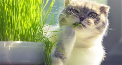 Surely you know more than one cat sitter who has told you to go crazy for them, devour. Why does your cat eat grass - and when does it get ...