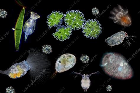 Compilation Of Various Water Microorganisms Stock Image C0385299
