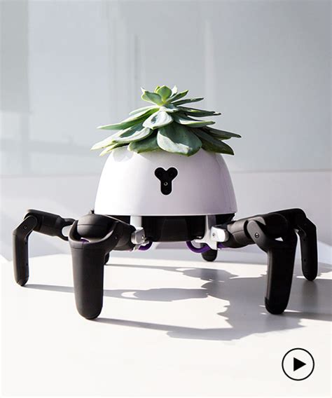 hexa the six legged robot plant chases the sun to look after its succulent