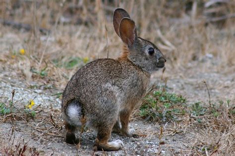 Brush Rabbit Facts, Distribution, Habitat, Diet and Pictures