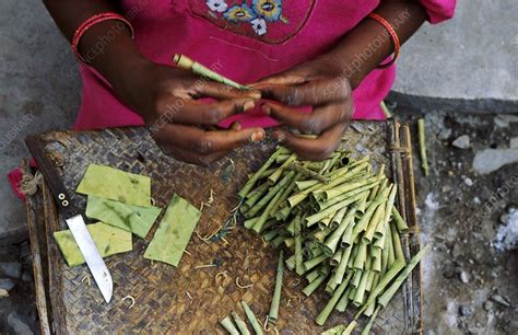Making cigarettes, India - Stock Image - C015/4620 ...