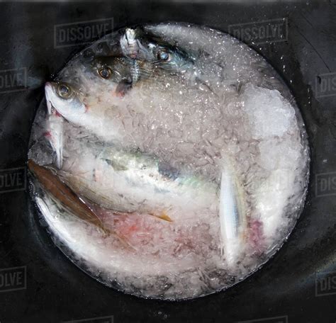 Fresh Fish On Ice Stock Photo Dissolve