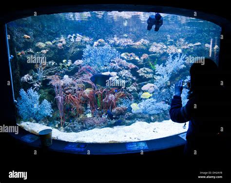 Large Fish Tank In Beijing Gongti Richina Underwater World Also Called