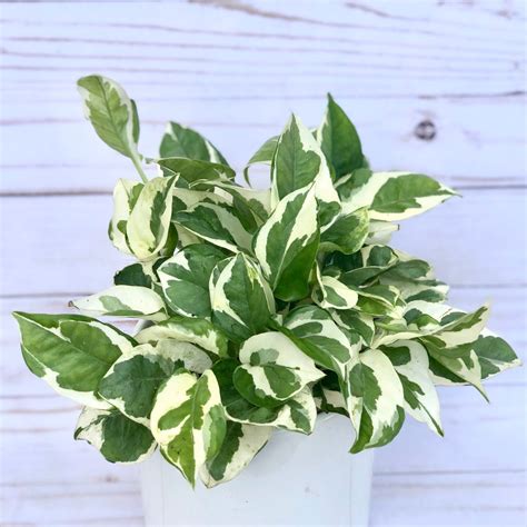 Pothos Plant Care Guide Grow Lush Greenery Indoors