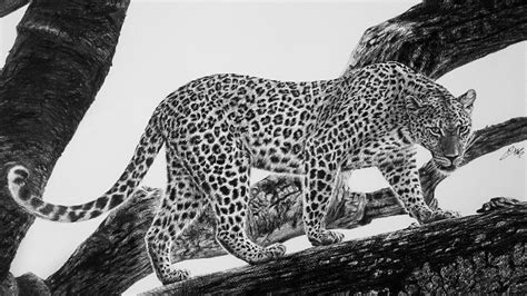 Leopard Line Drawing At PaintingValley Com Explore Collection Of Leopard Line Drawing