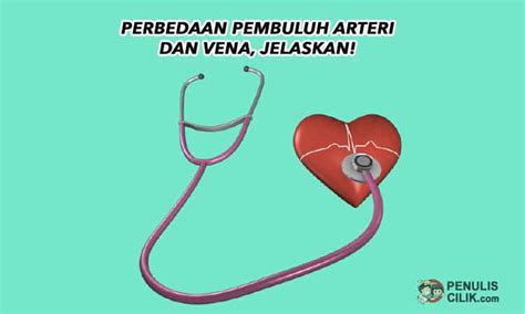 Sebutkan 4 Perbedaan Pembuluh Darah Arteri Dan Vena